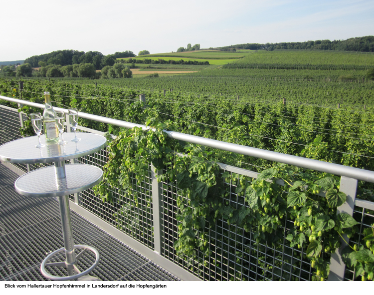 Spaziergang in den Hallertauer Hopfenhimmel