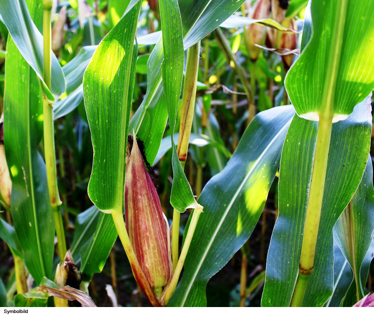 Maisacker niedergetrampelt