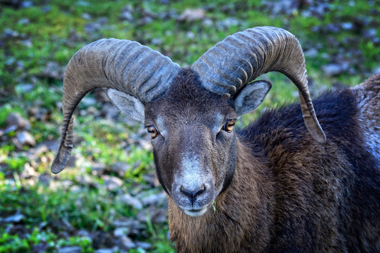 Mufflons dürfen bleiben