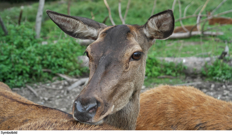 Wildgehege geöffnet – 14 Tiere davongelaufen