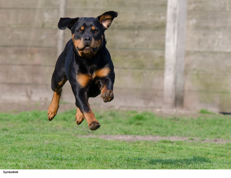 Hund beißt Passantin- Zeugen gesucht