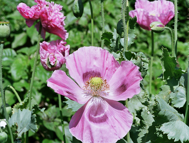 Schlafmohn und Opium bei der Mittagsvisite im Deutschen Medizinhistorischen Museum