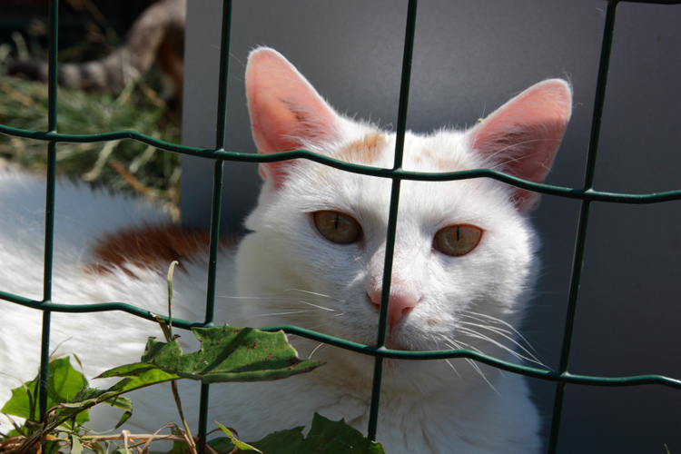 Tierheimtag in Ingolstadt