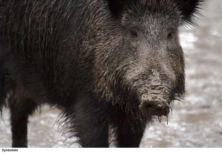 Wildschwein zerreißt es auf Autobahn