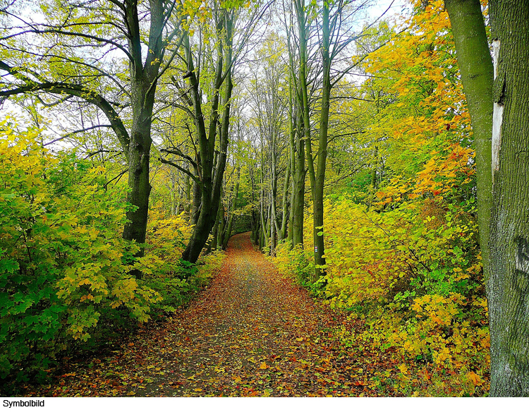 Illegale Müllablagerung in der Natur