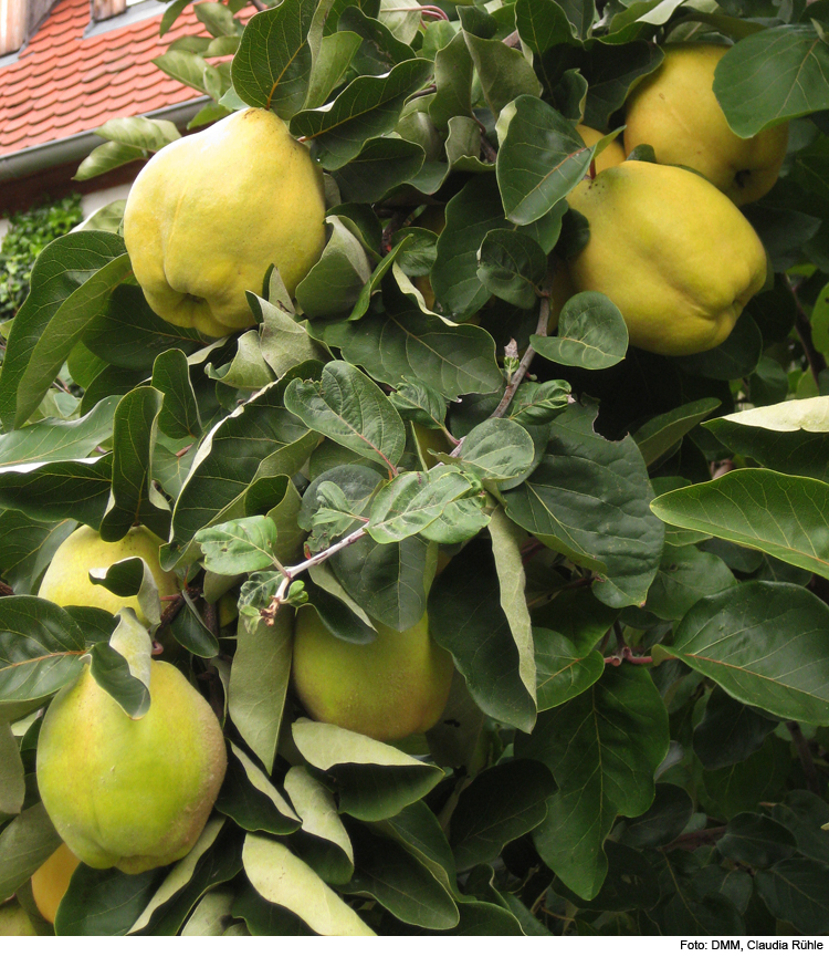 Erntedank – Samen und Früchte