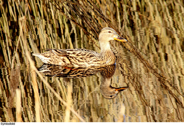 Verdacht auf Vogelgrippe bestätigt