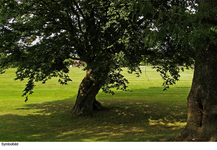 Grüne strikt gegen die Linden-Abholzung