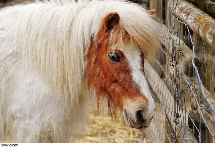 Ausgebüxte Ponys eingefangen