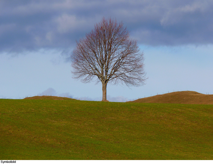 Baum umgefahren und geflüchtet