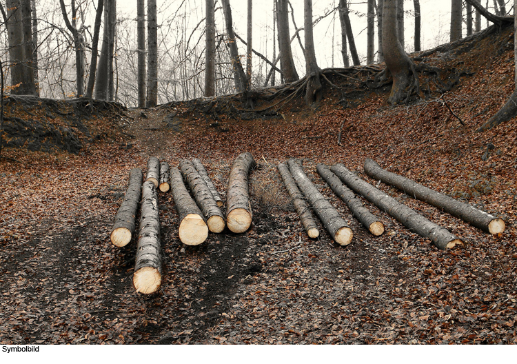 35 Ster Holz gefällt und geklaut