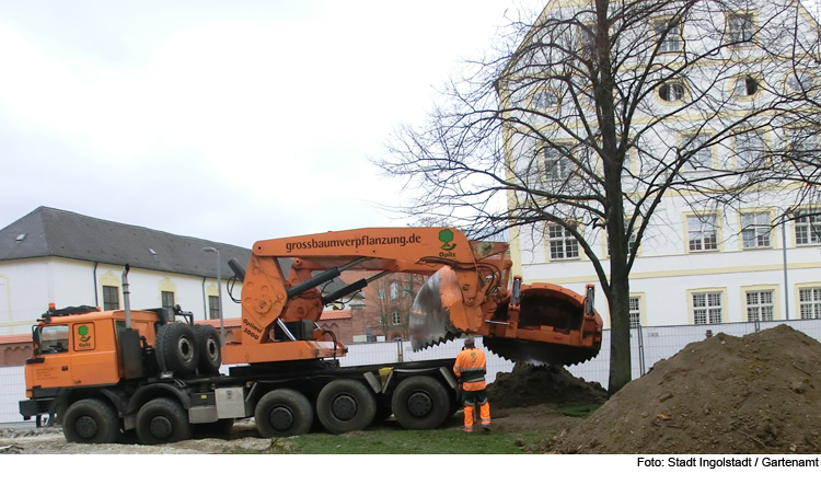 Großbaumverpflanzung beginnt