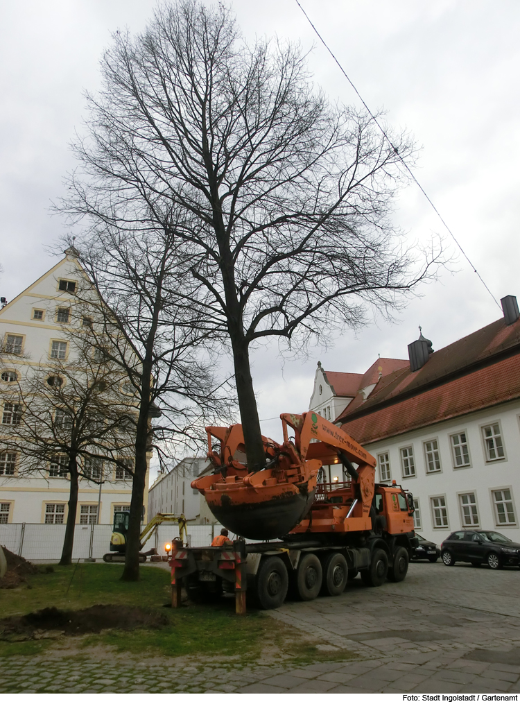 Großbaumverpflanzung beginnt