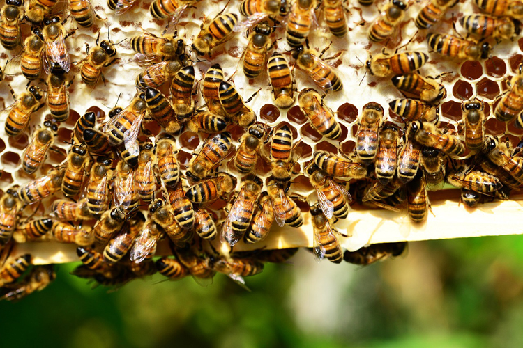 Wildbienen, Hummeln und Hornissen