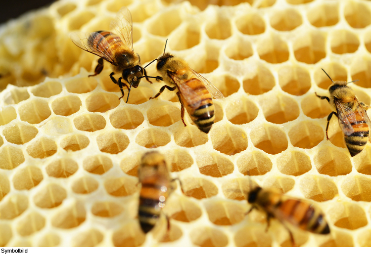 Bienenstock beschädigt und angezündet