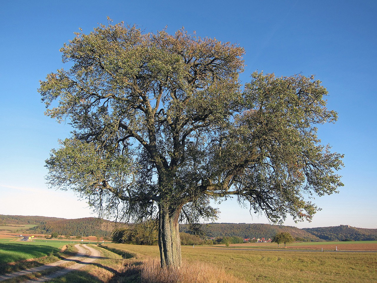 Obstbaumschnittkurse