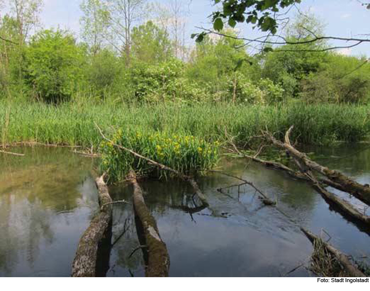 Ökologische Flutung der Donauauen