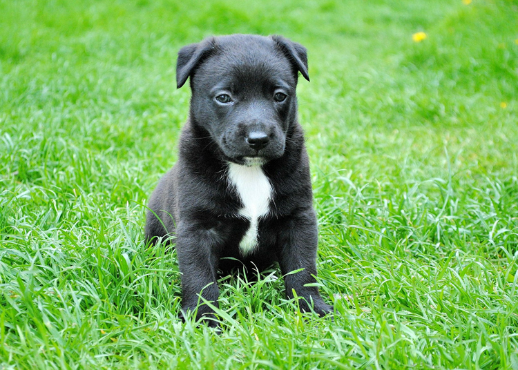 Hundesteuer wird fällig