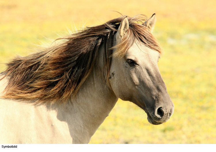 Pferd absichtlich verletzt