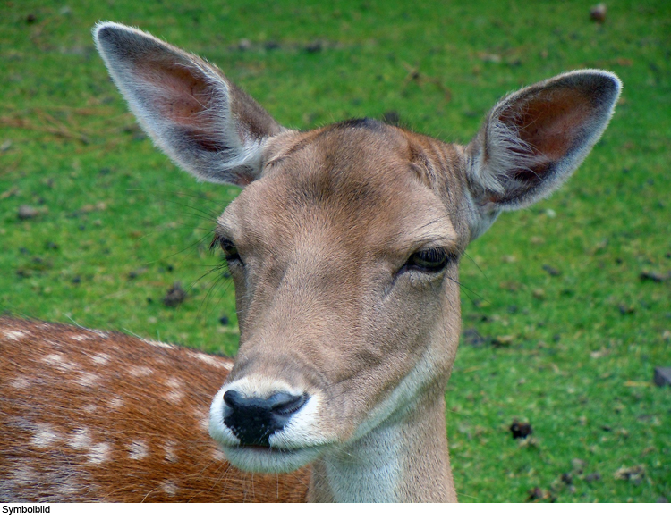 Rehe gehetzt und totgebissen