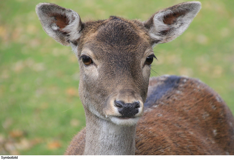 Mehr als ein halbes Dutzend Wildunfälle