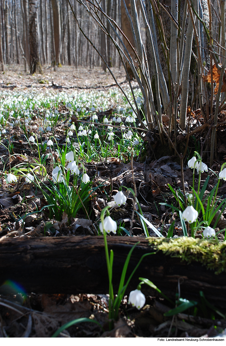 Frühlingserwachen im Auwald