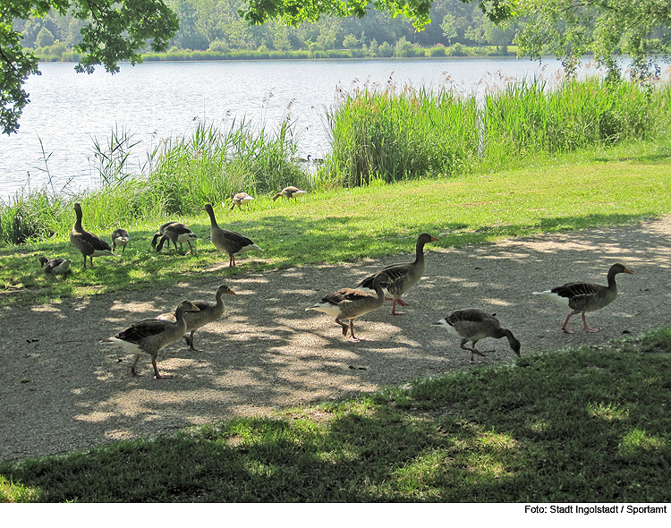 Gegen Gänsekot am Baggersee