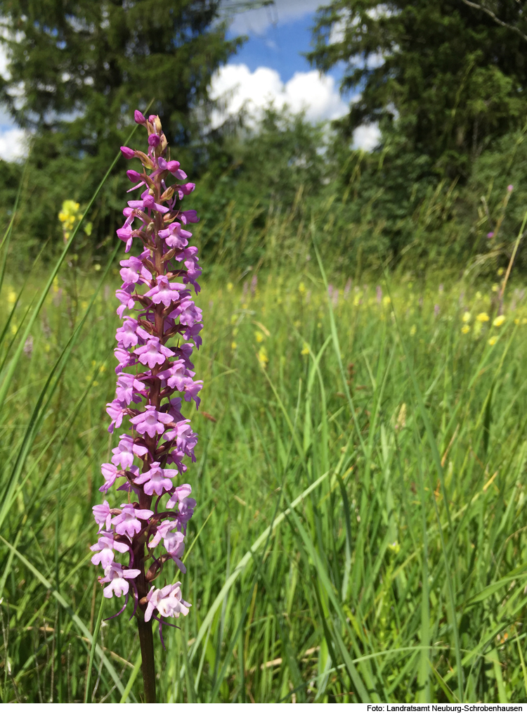 Naturkundliche Auwald-Führung