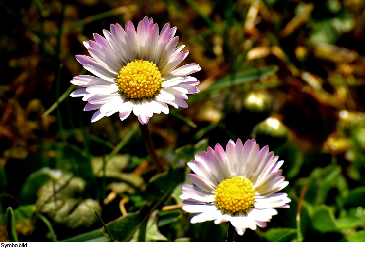 Wer möchte eine Blumenwiese anlegen?