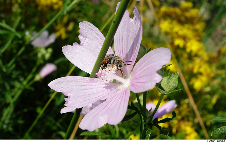 Der Windsberg – Eine Arche für Bayerns Wildbienen