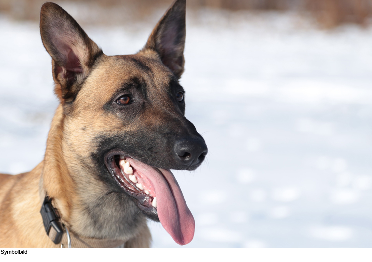 Schäferhund greift Spaziergängerin an