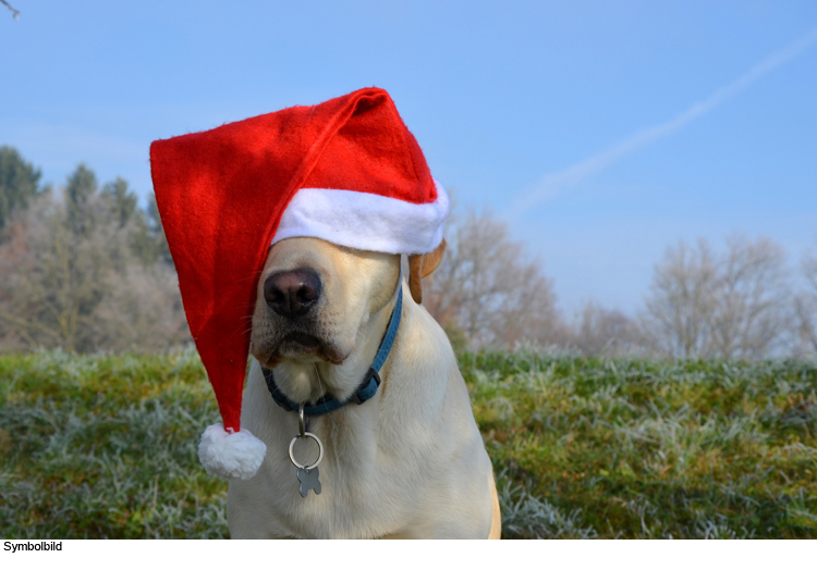 Weihnachtlicher Tierheimtag am 1. Advent