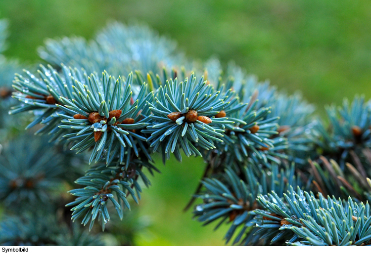 Christbaum von Terrasse geklaut