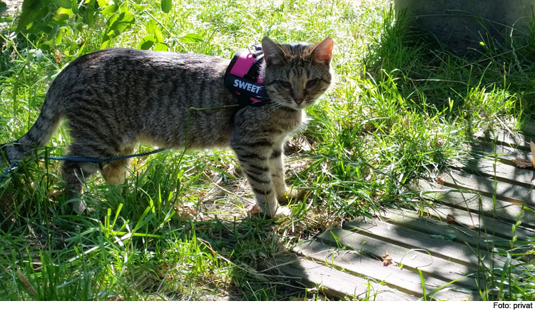 Blinde Katze in Haunwöhr entlaufen