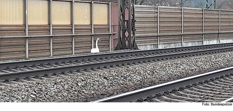 „Vogelflüsterer“ räumen Bahngleise