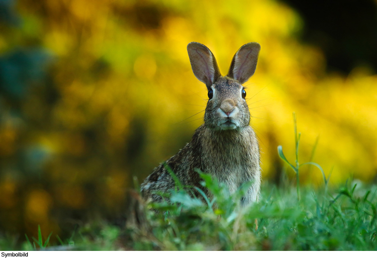 Weitere Fälle von Hasenpest in der Region