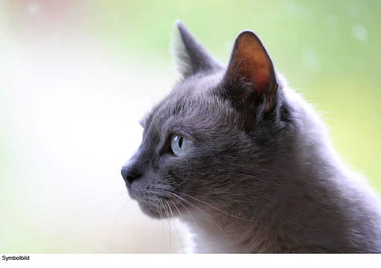 Katze täuscht Einbruch vor