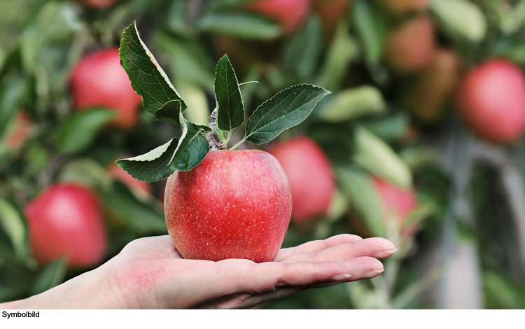 Kostenlos Äpfel ernten