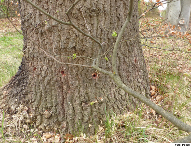 Drei Eichen an B 300 angebohrt