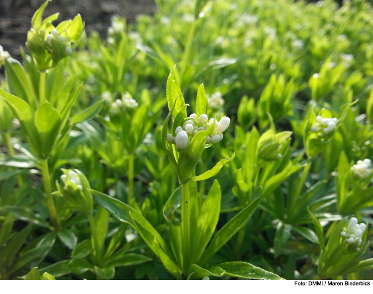 Frühlingsblüher im Garten der Anatomie