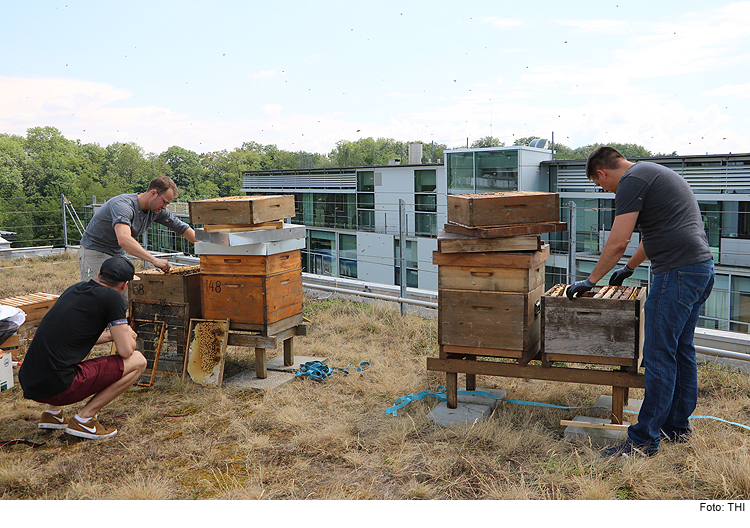 Bienenzucht auf dem Dach der THI