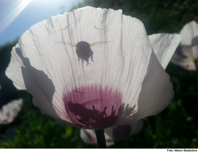 Gartenvisite: Was blüht denn da?