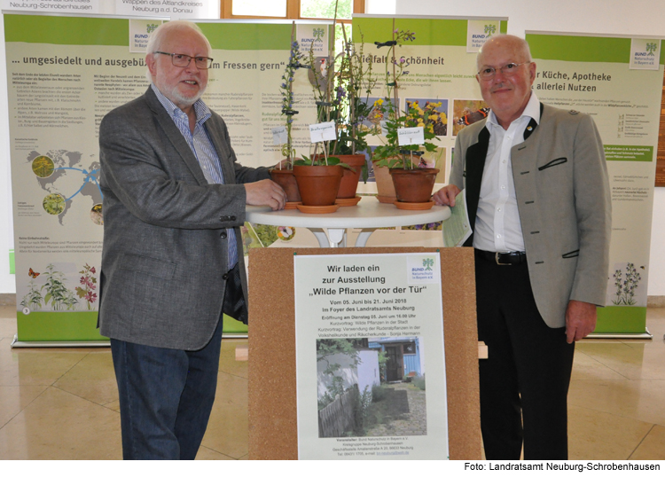 Wilde Pflanzen vor der Tür