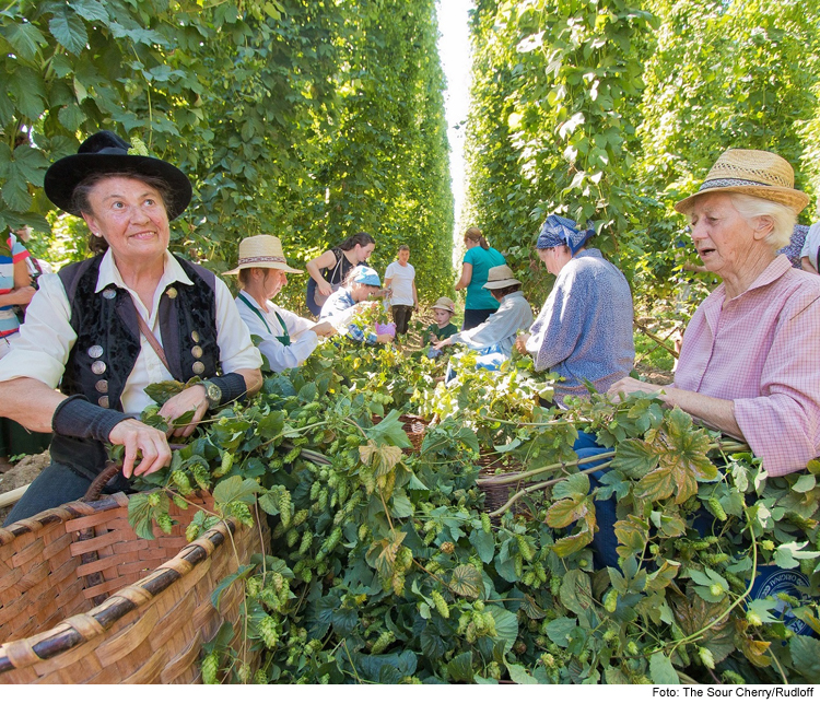 Schönes Wetter beim Hopfenzupferfest