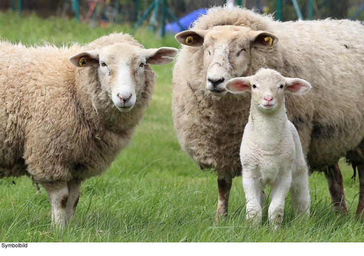 Neue Vielfalt durch tierische Landschaftspfleger