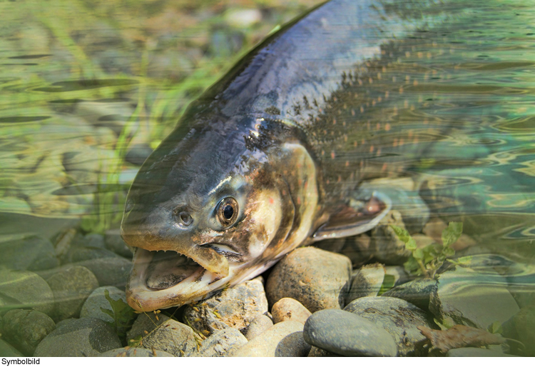 Fischseuche ausgebrochen