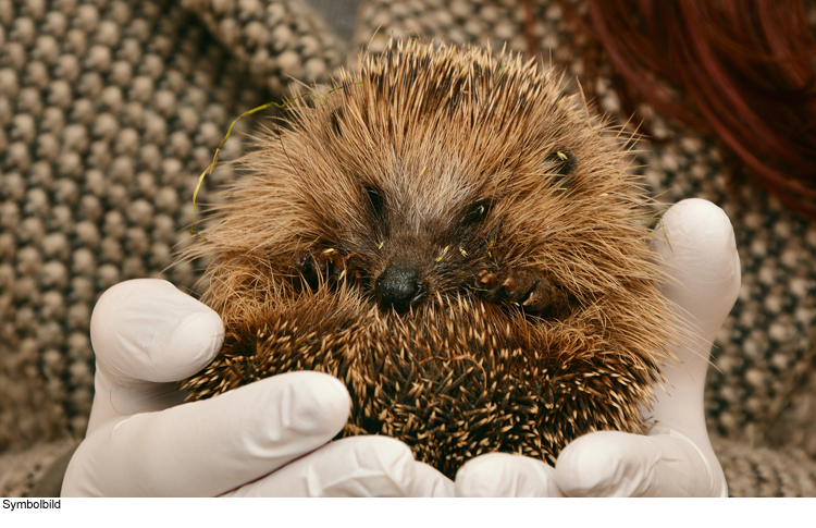 So kommen Igel gut durch den Winter