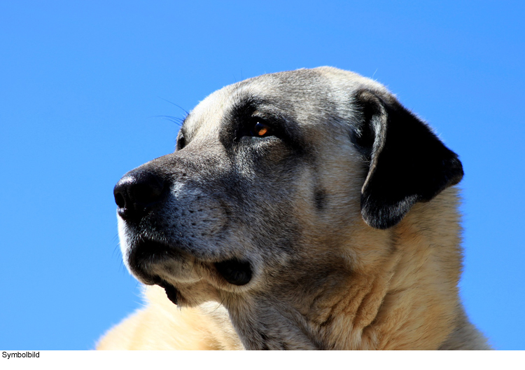 Hund bei Polizei angebunden