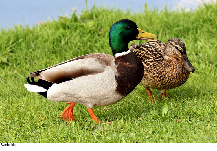 Jagdwilderer tötet zwei Stockenten