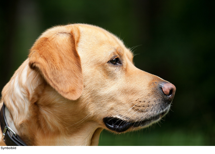 Hund angefahren - Hundehalter flüchtet